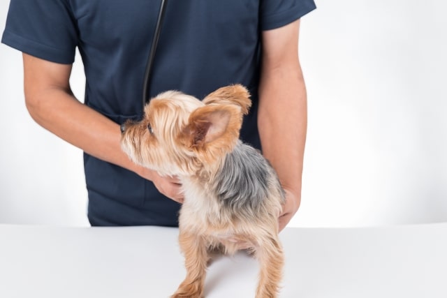 犬 治療